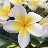 Кампанула домашня догляд, flowery-blog (домашня) Кампанула домашня догляд, flowery-blog