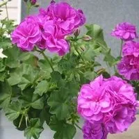 Кампанула домашня догляд, flowery-blog (догляд) Кампанула домашня догляд, flowery-blog