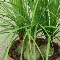 Кампанула домашня догляд, flowery-blog (саме прохолодне місце) Кампанула домашня догляд, flowery-blog