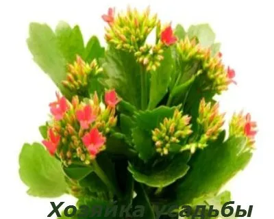 Каланхое - догляд в домашніх умовах, полив, пересадка (догляд) Каланхое - догляд в домашніх умовах, полив, пересадка