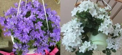 Кампанула домашня догляд, flowery-blog (знайти спільну мову) Кампанула домашня догляд, flowery-blog