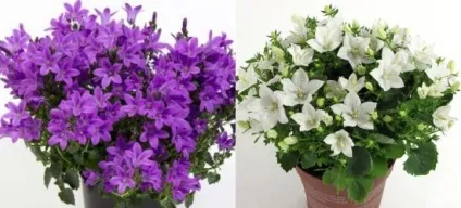 Кампанула домашня догляд, flowery-blog (кампанула) Кампанула домашня догляд, flowery-blog