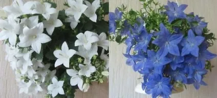 Кампанула домашня догляд, flowery-blog (саме прохолодне місце) Кампанула домашня догляд, flowery-blog