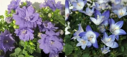 Кампанула домашня догляд, flowery-blog (догляд) Кампанула домашня догляд, flowery-blog