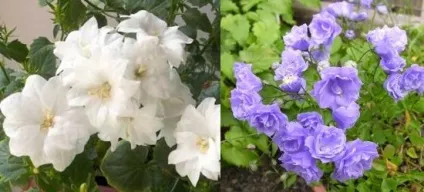 Кампанула домашня догляд, flowery-blog (кампанула) Кампанула домашня догляд, flowery-blog