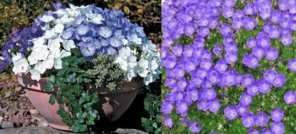 Кампанула домашня догляд, flowery-blog (догляд) Кампанула домашня догляд, flowery-blog