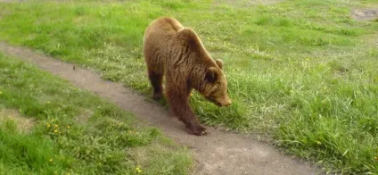 Як живуть бурі ведмеді