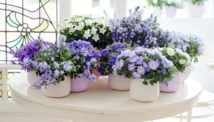 Кампанула домашня догляд, flowery-blog (знайти спільну мову) Кампанула домашня догляд, flowery-blog