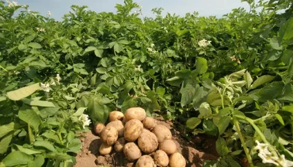 Картопля, як основний продукт харчування, жіночий журнал, жіночий портал, жіночі новини, новини (картоплі дуже різноманітні) Картопля, як основний продукт харчування, жіночий журнал, жіночий портал, жіночі новини, новини