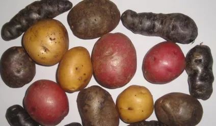 Картопля, як основний продукт харчування, жіночий журнал, жіночий портал, жіночі новини, новини (картоплі дуже різноманітні) Картопля, як основний продукт харчування, жіночий журнал, жіночий портал, жіночі новини, новини
