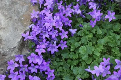 Кампанула домашня догляд, flowery-blog (саме прохолодне місце) Кампанула домашня догляд, flowery-blog