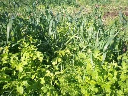 Картопля в сівозміні