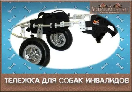 Візок для собак інвалідів, своїми руками, де купити (руками) Візок для собак інвалідів, своїми руками, де купити