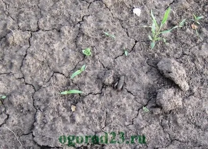 Цвіркуни в городі - як позбутися (городі) Цвіркуни в городі - як позбутися