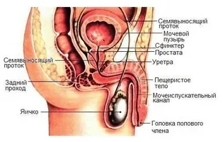 Тільки що з'явилося ефективне лікування для хронічного простатиту (хронічного) Тільки що з'явилося ефективне лікування для хронічного простатиту