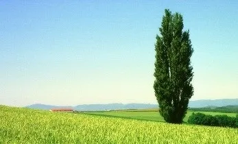 Тополя чорна