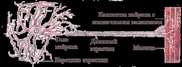 Типи тканин в організмі людини - біологія (організмі) Типи тканин в організмі людини - біологія