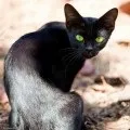 Тренування для котів