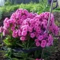 Тюльпани в ландшафтному дизайні дачної ділянки, фото (ландшафтному) Тюльпани в ландшафтному дизайні дачної ділянки, фото