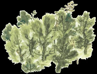Тюпа, Томка і сорока