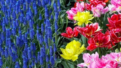 Тюльпани в ландшафтному дизайні дачної ділянки, фото (дизайні) Тюльпани в ландшафтному дизайні дачної ділянки, фото