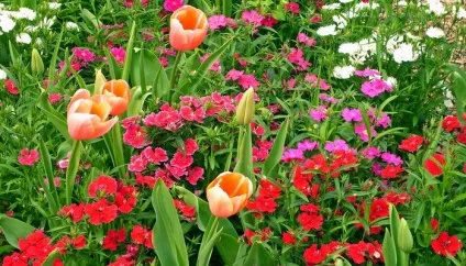 Тюльпани в ландшафтному дизайні, фото цибулинних на дачі і в саду (тюльпани) Тюльпани в ландшафтному дизайні, фото цибулинних на дачі і в саду