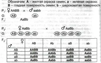 Третій закон Менделя