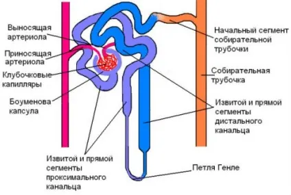 Тубулопатії нирок у дітей і дорослих (дорослих) Тубулопатії нирок у дітей і дорослих