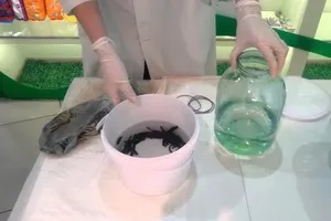 Догляд та утримання медичних п'явок в домашніх умовах відео, де купити п'явок, ніж їх годувати (умовах) Догляд та утримання медичних п'явок в домашніх умовах відео, де купити п'явок, чим їх годувати
