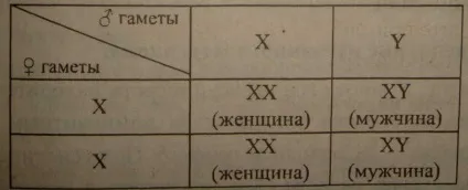 Урок 29 тема генетика статі