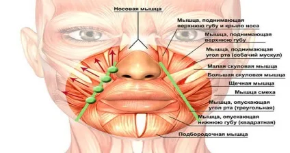 Вправа «ластик» стираємо зморшки з (стираємо) Вправа «ластик» стираємо зморшки з