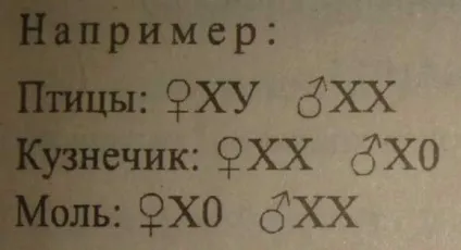 Урок 29 тема генетика статі
