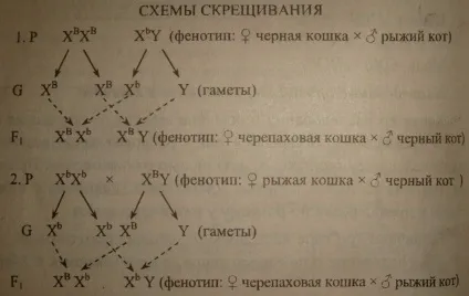 Урок 29 тема генетика статі