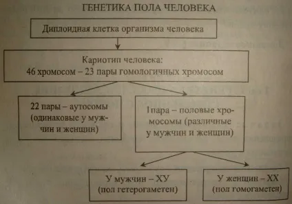 Урок 29 тема генетика статі