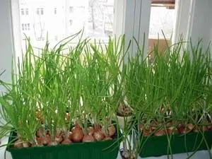 Весна мімся з весною англійською мовою, bilingual child, білінгвальний дитина (англійською) Весна мімся з весною англійською мовою, bilingual child, білінгвальний дитина