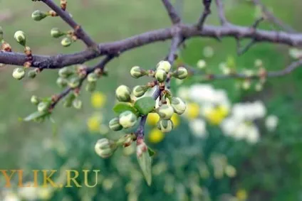 Вегетація яблуні огляд періоду від початку і до кінця (яблуні) Вегетація яблуні огляд періоду від початку і до кінця