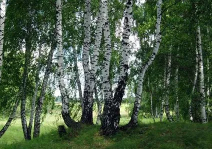 Види живих насаджень, я і ландшафтний дизайн (насаджень) Види живих насаджень, я і ландшафтний дизайн