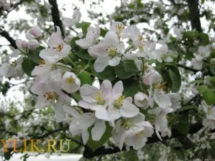 Вегетація яблуні огляд періоду від початку і до кінця (яблуні) Вегетація яблуні огляд періоду від початку і до кінця
