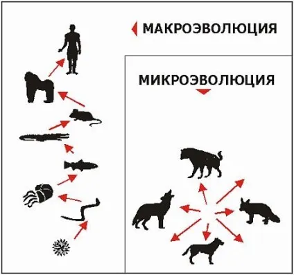 У чому подібність процесів мікроеволюції і макроеволюції (процесів) У чому подібність процесів мікроеволюції і макроеволюції