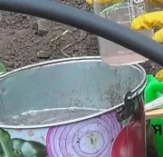 Вирощування розсади капусти (вирощування розсади капусти в парнику) Вирощування розсади капусти