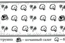 Вирощування брокколі на дачі - my life (брокколі) Вирощування брокколі на дачі - my life