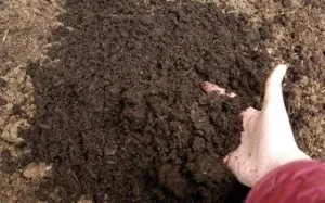Вирощування капусти в теплиці (в теплиці) Вирощування капусти в теплиці