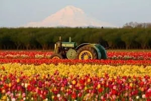 Вирощування тюльпанів в Голландії (вирощування тюльпанів Голландії) Вирощування тюльпанів в Голландії