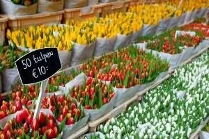 Вирощування тюльпанів в Голландії (бізнес-план повинен включати) Вирощування тюльпанів в Голландії