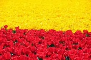 Вирощування тюльпанів в Голландії (тюльпанів) Вирощування тюльпанів в Голландії