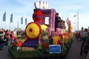 Вирощування тюльпанів в Голландії (Голландії) Вирощування тюльпанів в Голландії