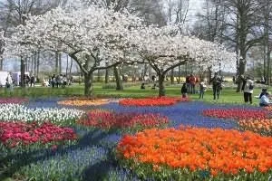 Вирощування тюльпанів в Голландії (Голландії) Вирощування тюльпанів в Голландії