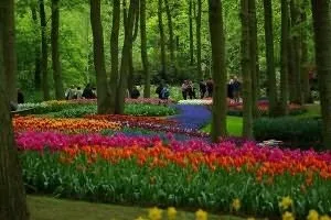 Вирощування тюльпанів в Голландії (вирощування тюльпанів Голландії) Вирощування тюльпанів в Голландії
