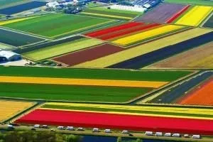 Вирощування тюльпанів в Голландії (вирощування тюльпанів Голландії) Вирощування тюльпанів в Голландії