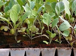 Вирощування розсади капусти (вирощування розсади кольорової капусти) Вирощування розсади капусти